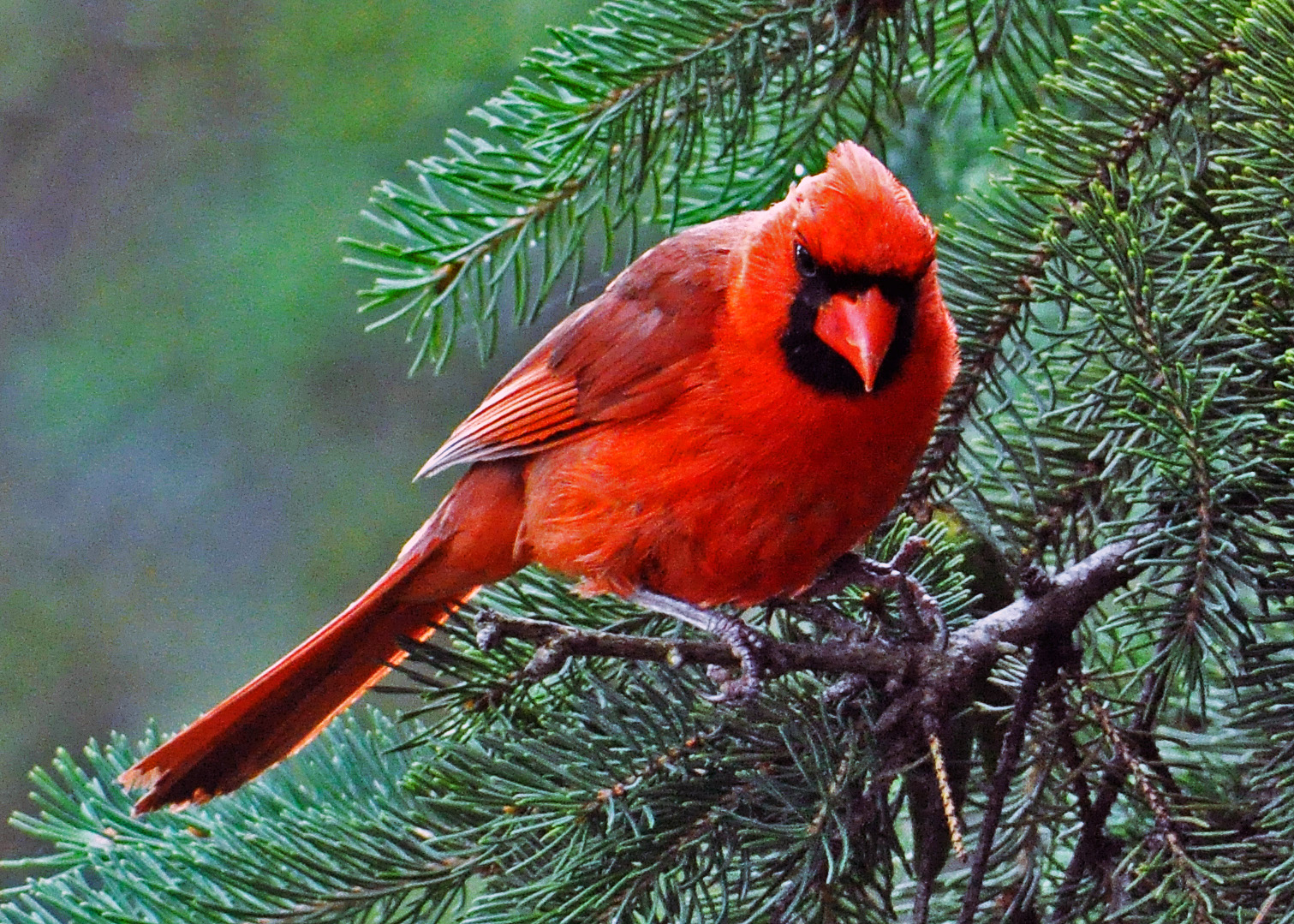 Cardinal